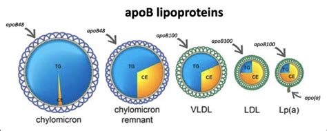 apob 48 elisa kit|Apolipoprotein B.